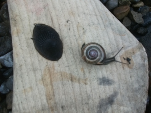 Slug, Snail and Hurley
